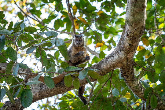 A azaras's capuchin monkey is feeding on the fruits at the top of the tree. This is a sapajus cay monkey in its natural habitat in the Pantanal region.