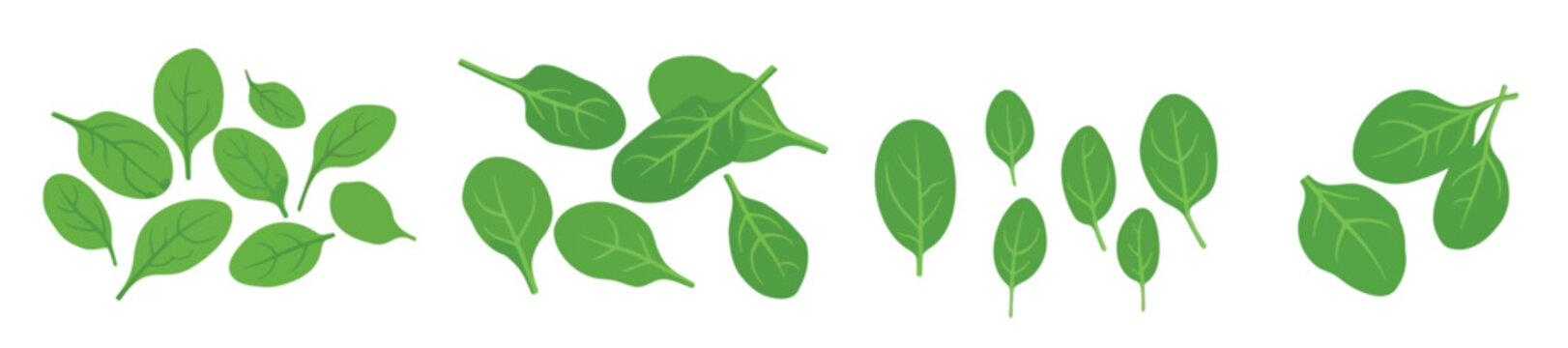 Fresh green spinach leaves set, organic baby spinach vector illustration for healthy cooking and salad recipe.