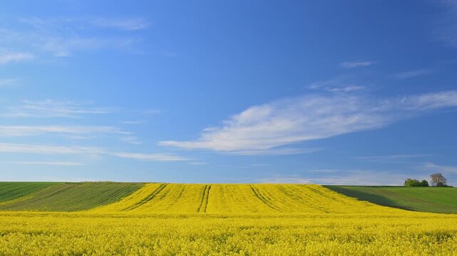 Rapsfeld breitet sich unter einem klaren blauen Himmel mit wenigen, leichten Wolken aus, Wiebelbach, Kreuzwertheim, Spessart, Bayern, Deutschland 
