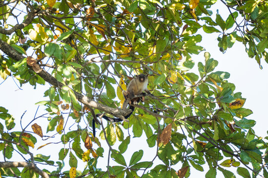 A black-tailed marmoset monkey sits on a branch at the top of a tree. This is a mico melanurus monkey in its natural habitat in the Pantanal region.