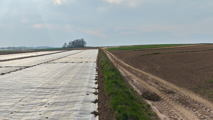 Agricultural field covered with white plastic nonwoven fleece mulch for crop protection against cold spring weather © denfotoblog