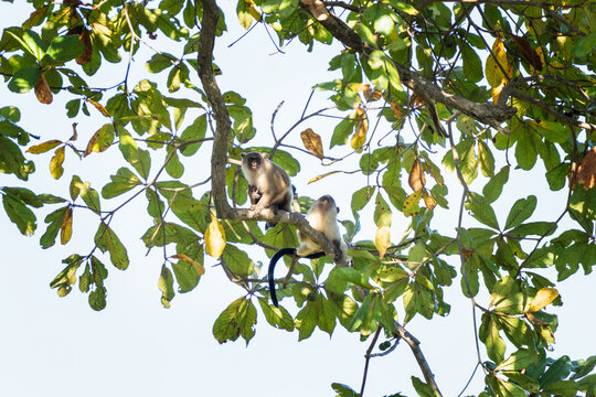 A black-tailed marmoset monkey sits on a branch at the top of a tree. This is a mico melanurus monkey in its natural habitat in the Pantanal region.