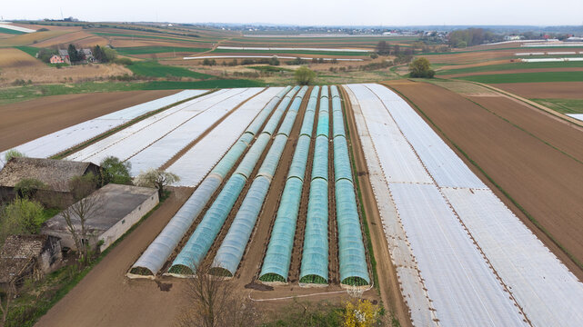 Aerial view of agricultural fields with row polytunnels, greenhouses and white plastic mulch covers in spring countryside