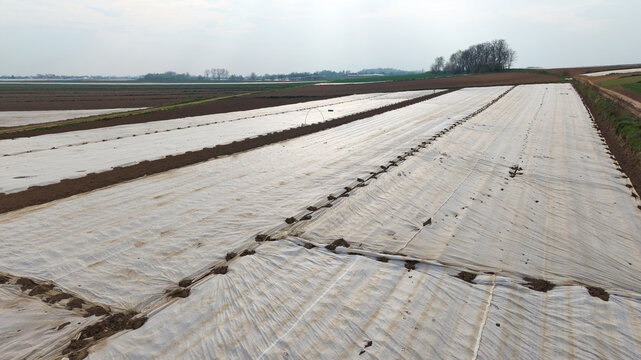 Agricultural field covered with white plastic nonwoven fleece mulch for crop protection against cold spring weather