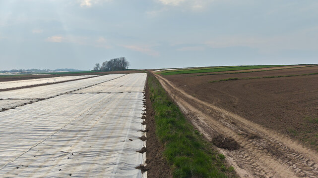 Agricultural field covered with white plastic nonwoven fleece mulch for crop protection against cold spring weather