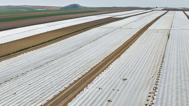 High angle aerial view of vast agricultural lands covered with white agrotex fleece foil for early harvest cultivation
