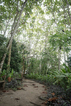 Amazon rainforest