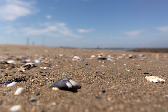 Distesa di sabbia chiara ricoperta da piccole conchiglie illuminate dal sole, con il mare e il cielo limpido sullo sfondo in un paesaggio costiero naturale e sereno