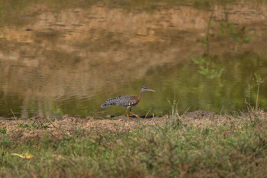 A sunbittern is walking around the pool. A eurypyga helias in its natural habitat in the Pantanal region.