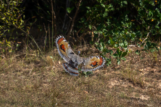A sunbittern is walking around the pool. A eurypyga helias in its natural habitat in the Pantanal region.