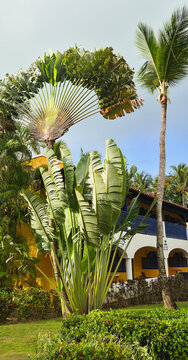 Dominican republic, beautiful park in La Romana with variety of Caribbean plants 