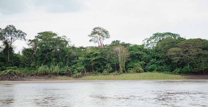 Amazon River bank with a backdrop of the Amazon forest