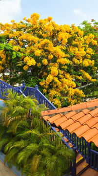Tree blooming with yellow flowers. Dominican republic, beautiful park in La Romana with variety of Caribbean plants 