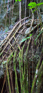 Ancient cave entrance framed by lush ferns, hanging vines, moss-covered rocks, and dense tropical vegetation growing along the cliff walls.