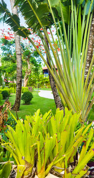 Dominican republic, beautiful park in La Romana with variety of Caribbean plants 
