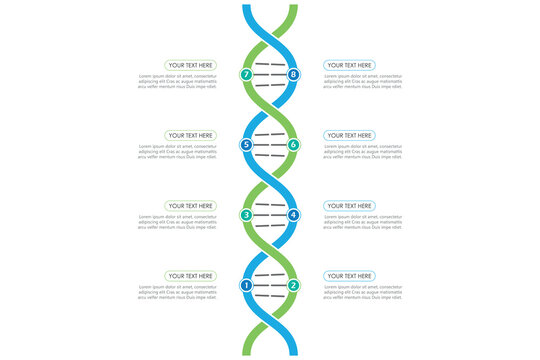 DNA concept infographic template with genetic chain