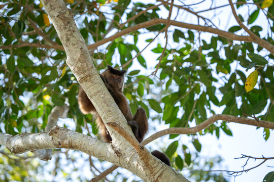 A azaras's capuchin monkey is feeding on the fruits at the top of the tree. This is a sapajus cay monkey in its natural habitat in the Pantanal region.