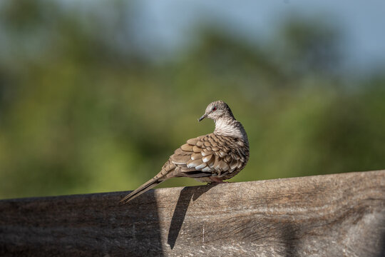 A scaled dove rests on top of a wooden fence in the garden. A columbina squammata in its natural habitat in the Pantanal Reserve.