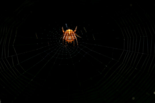 Orb-weaver spider Araneidae waiting in the center of its web