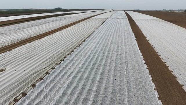 Drone flight over agricultural fields covered with white agrotextile nonwoven fabric