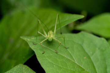 Naklejka premium Green katydid nymph Tettigoniidae on a leaf, macro close-up