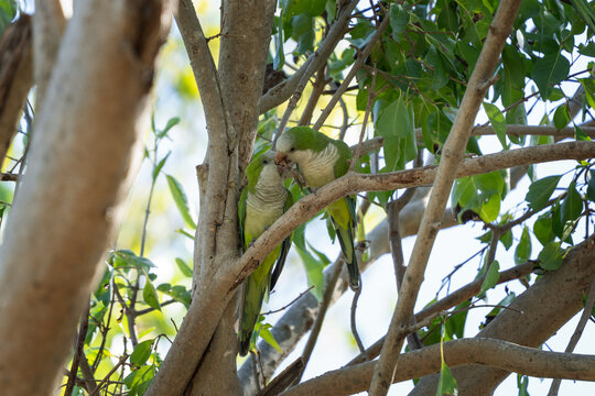 A group of monk parakeets are feeding on a branch. A myiopsitta monachus in its natural habitat in the Pantanal region.