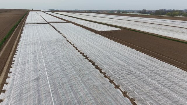 Drone flight over agricultural fields covered with white agrotextile nonwoven fabric