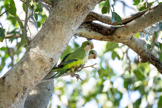 A group of monk parakeets are feeding on a branch. A myiopsitta monachus in its natural habitat in the Pantanal region.