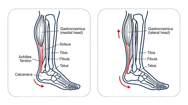 Human Foot and Ankle Anatomy Diagram - Musculoskeletal System Illustration
