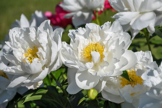 Beautiful white and yellow peony flowers