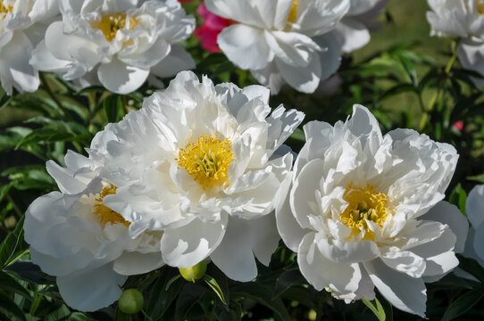 Krinkled white peony flowers