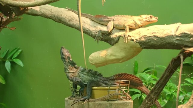 Two iguanas on a branch during daytime. One iguana tries to climb a higher branch but falls, while the other moves forward and remains still on the branch.