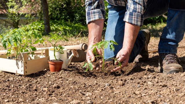 Close up of farmer's hands planting tomato seedling in soil in organic field. Garden work in spring. Traditional agriculture.