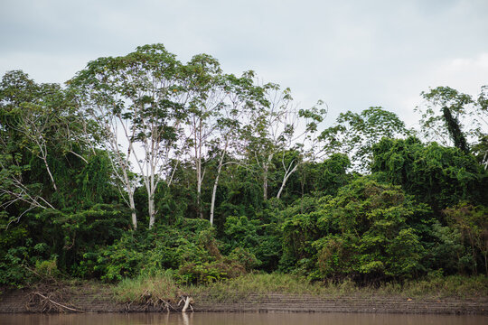Amazon River bank with a backdrop of the Amazon forest