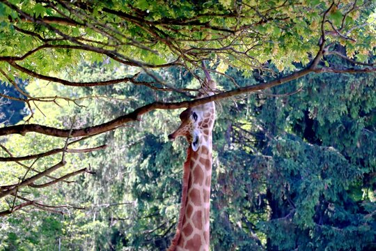girafe