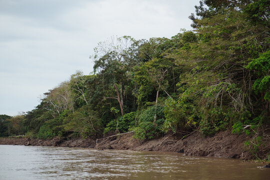 Amazon River bank with a backdrop of the Amazon forest
