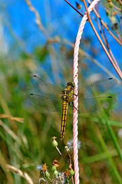 common darter insect of Germany sitting on a rope in a German garden in summer