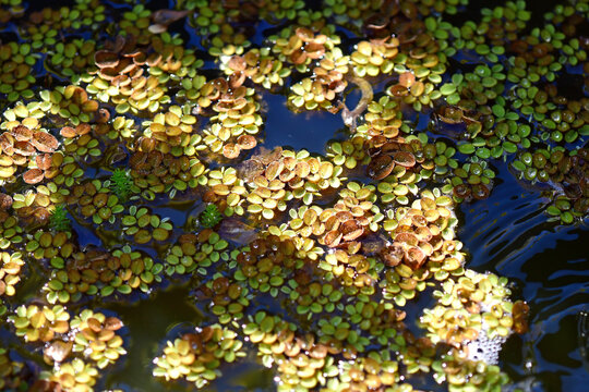 floating fern in a small pond in a German garden