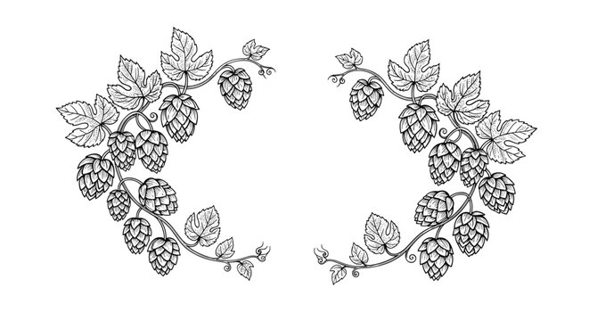 Symmetrical hand drawn hops branches with cones and leaves forming a beautiful decorative arch on a white background.
