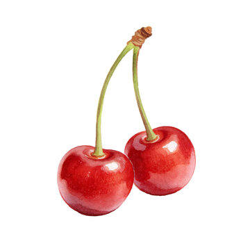 Two Cherries on a Stem: A close-up watercolor illustration of two ripe, vibrant red cherries with delicate green stems, presented in a clean and crisp style.