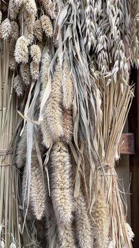 Dense vertical display of dried grasses, reed plumes, and seed heads tied to dark wooden support against pale wall, lit by soft even daylight with muted beige, cream, and gray tones. Rustic decor