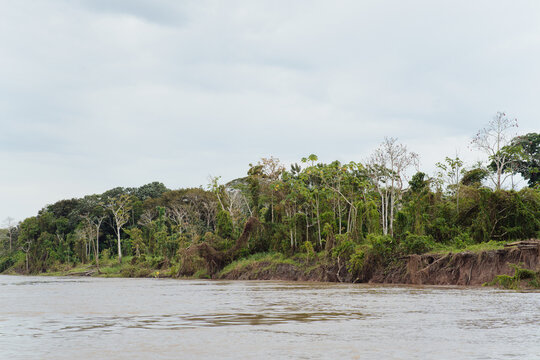 Amazon River with a background of the Amazon rainforest
