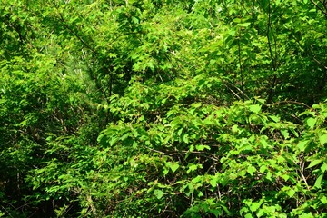 Fototapeta premium Actinidia arguta is a deciduous woody vine in Korea known as the native hardy kiwi fruit. This botanical specimen features smooth green fruits and thrives in deep humid mountain valleys.