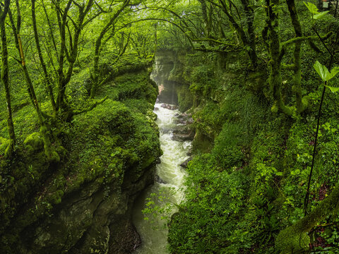 Lush green forest canyon with a wild mountain stream running through a gorge