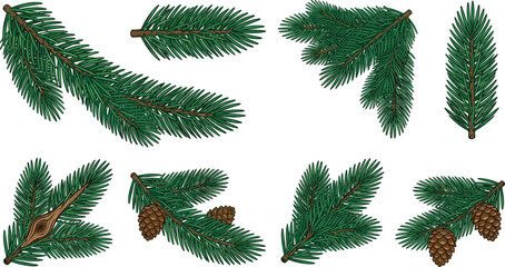 Evergreen Pine Branch Collection with Fir Tree Twigs, Spruce Branches, Pinecones, Christmas Greenery, and Winter Botanical Vector Illustration Set © MstBobita