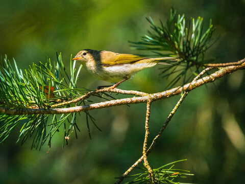 Western Bonelli's Warbler (Phylloscopus bonelli) on a conifer branch. Small European passerine bird in the wild.