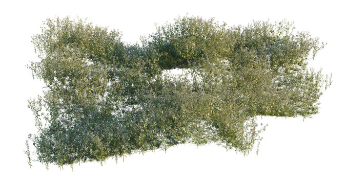 Ageratum conyzoides tree shrub, plant bush, cutout, isolate transparent background, Dense Green Shrubbery with Detailed Foliage - Ideal for Landscape Design and Natural Elements