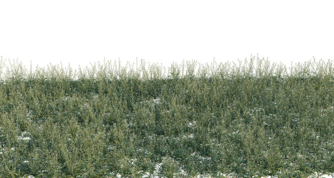 Capsella bursa pastoris tree shrub, plant bush, cutout, isolate transparent background, Dense Green Grass Field Texture - Seamless Pattern for Backgrounds and Design Elements
