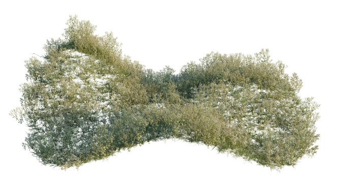 Erigeron annuus tree shrub, plant bush, cutout, isolate transparent background, Detailed bushy shrub with vibrant green foliage on a transparent background for landscape design