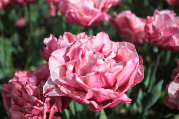 Obraz premium Pink double late tulips